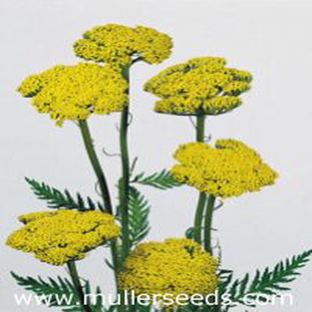 Achillea filipendula Cloth Of Gold