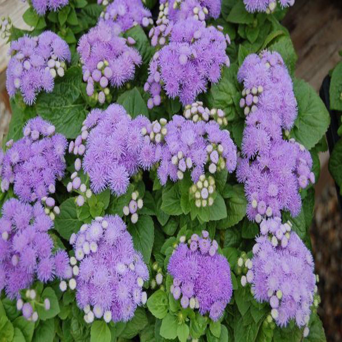 Ageratum houstoniamum Aloha Blue