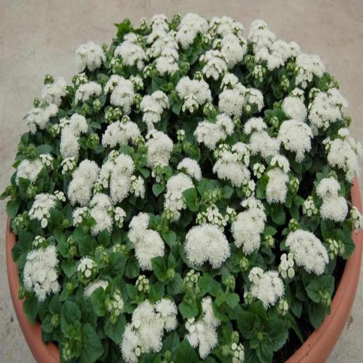 Ageratum houstoniamum Aloha white