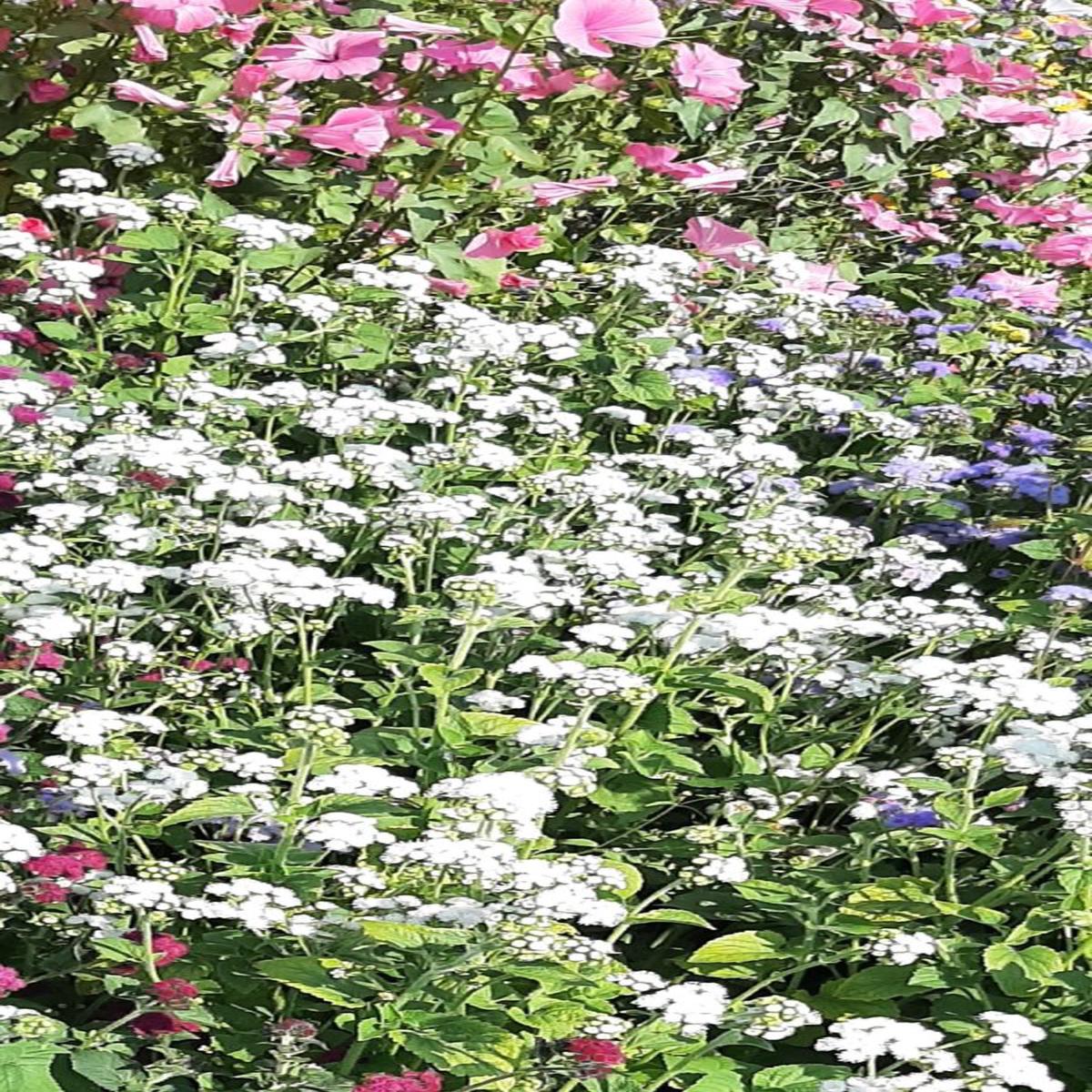 Ageratum mexicanum White Cutting