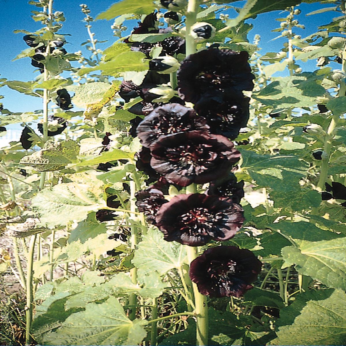 Alcea rosea var. Nigra