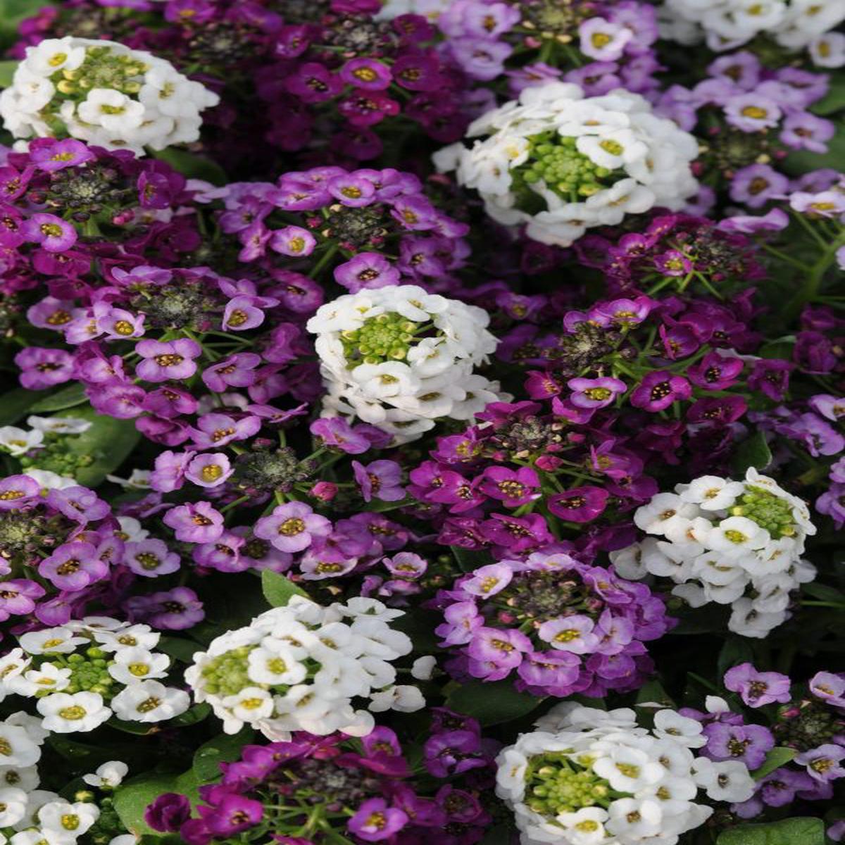 Alyssum (Lobularia) maritima Clear Crystal Mixture