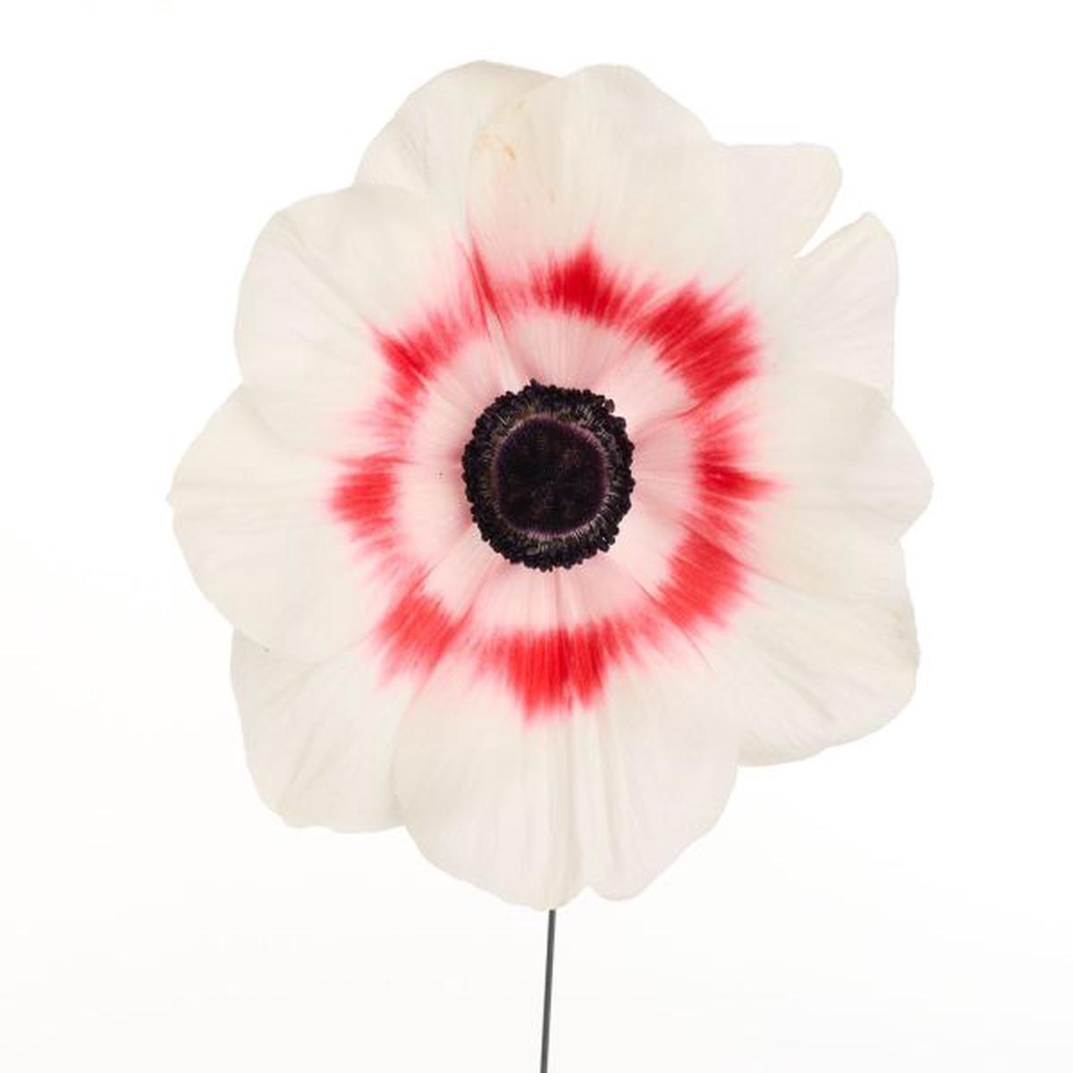 Anemone coronaria Gemstone Red Bicolour