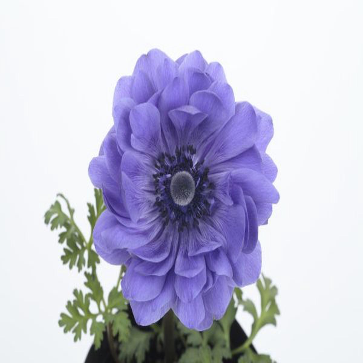 Anemone coronaria Harmony Double Blue