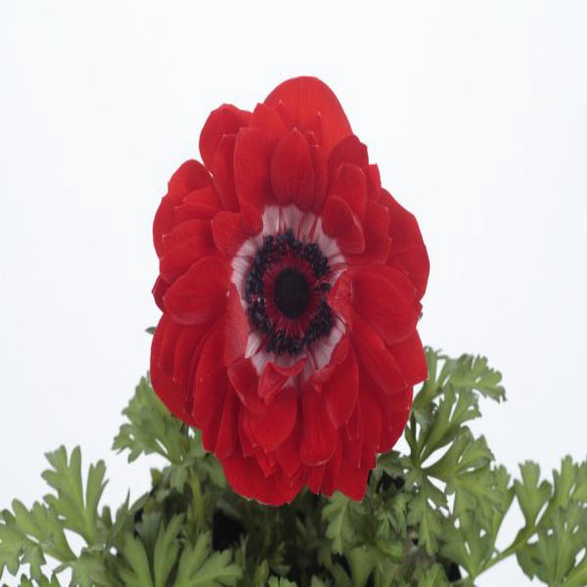 Anemone coronaria Harmony Double Scarlet