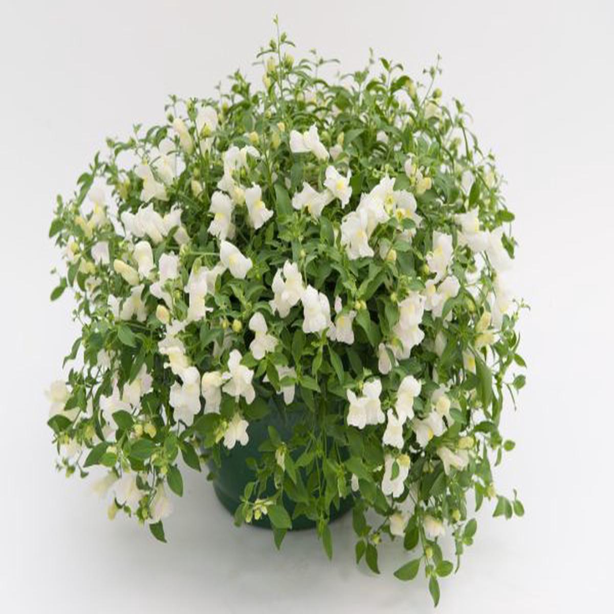 Antirrhinum majus Candy Showers White