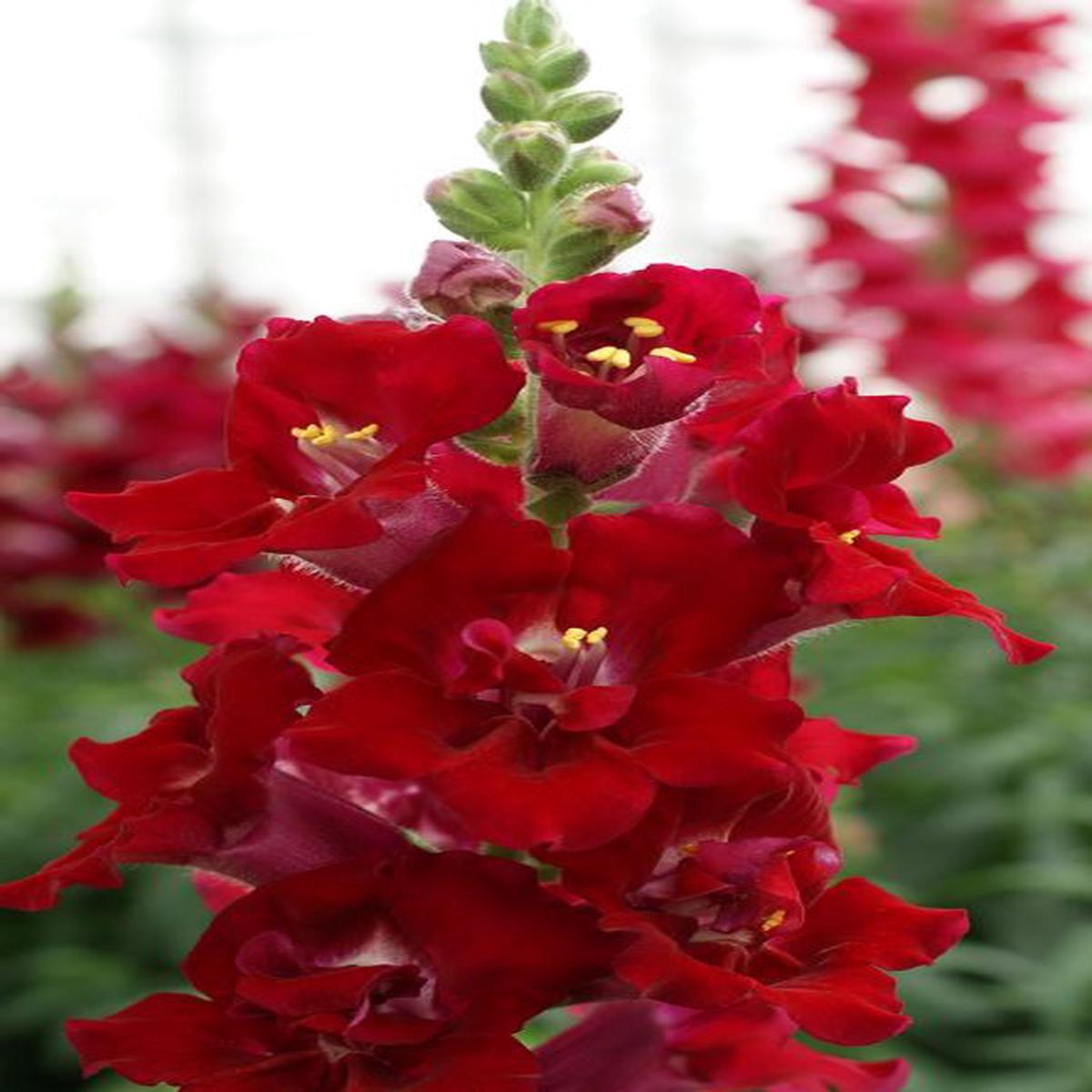 Antirrhinum majus Doubleshot Crimson Red