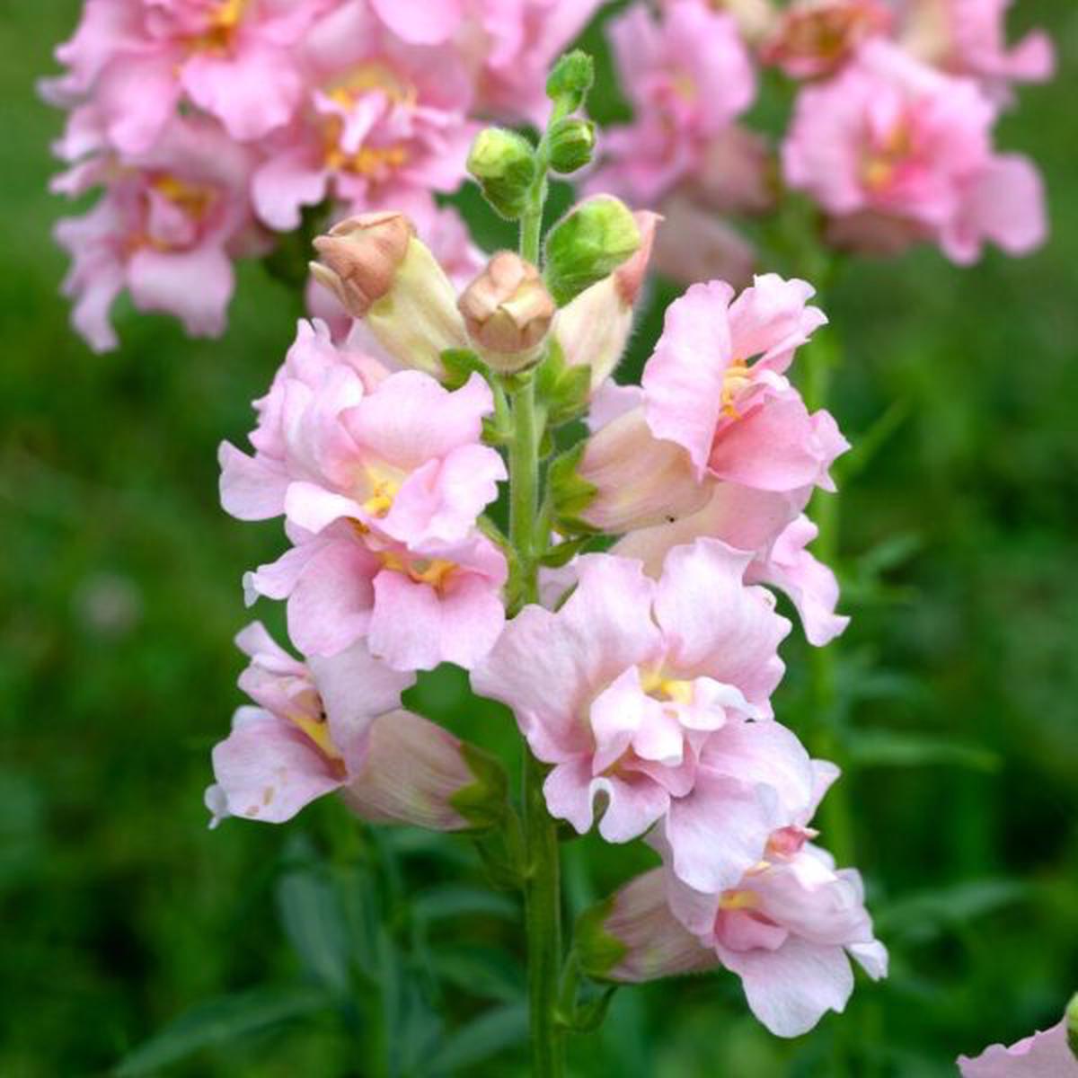 Antirrhinum majus Madame Butterfly Pink