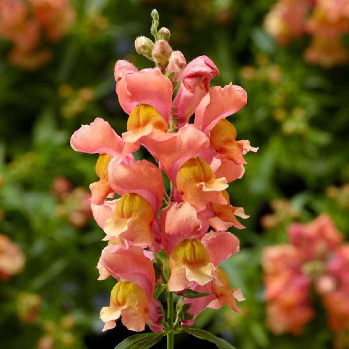 Antirrhinum majus Snaptini Peach