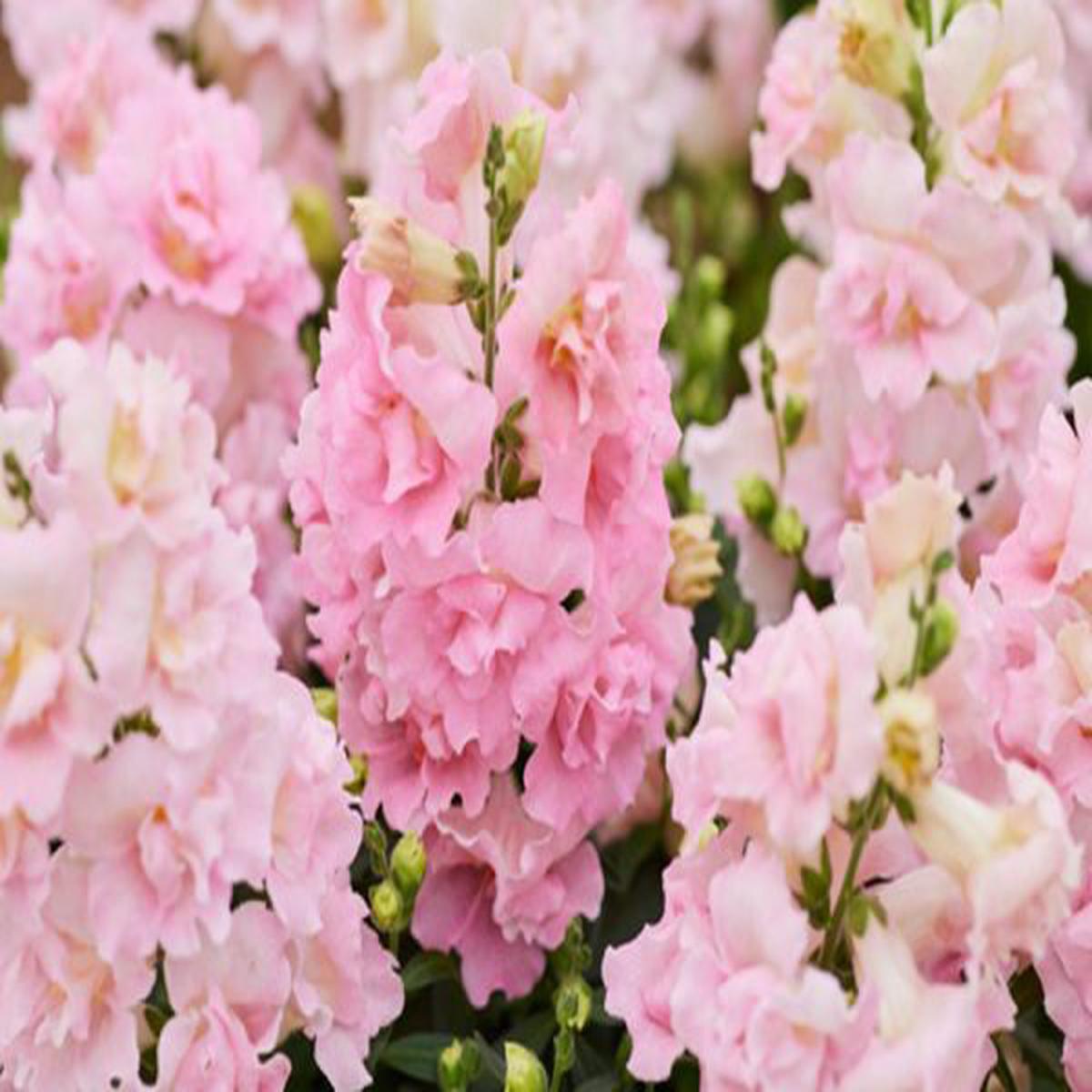 Antirrhinum majus Twinny Appleblossom