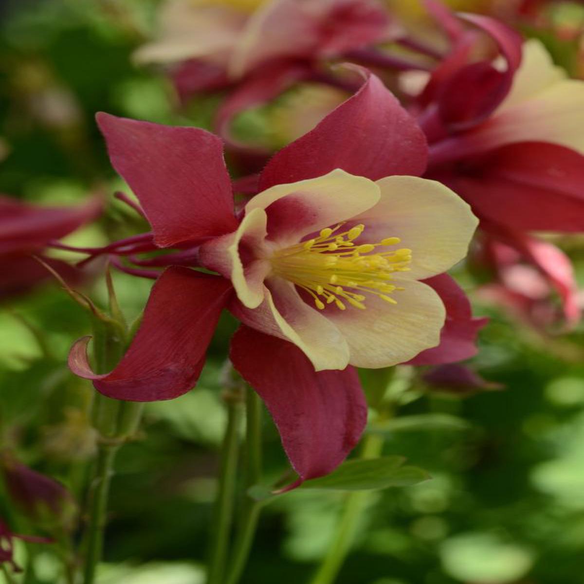 Aquilegia hybrida Earlybird Red Yellow