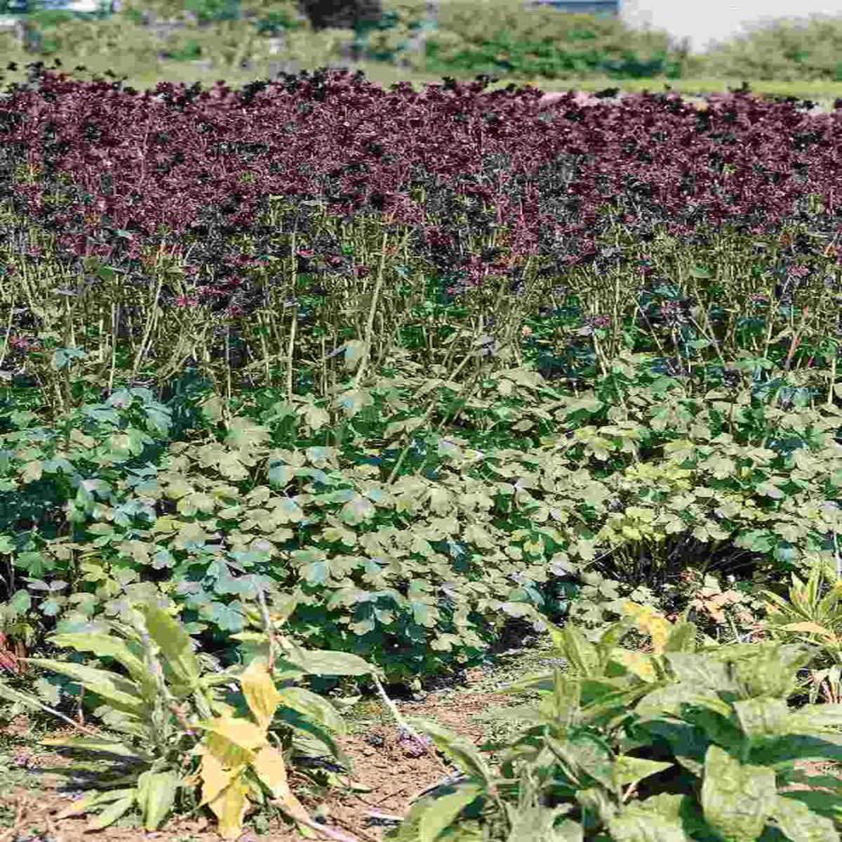 Aquilegia vulgaris Black Barlow