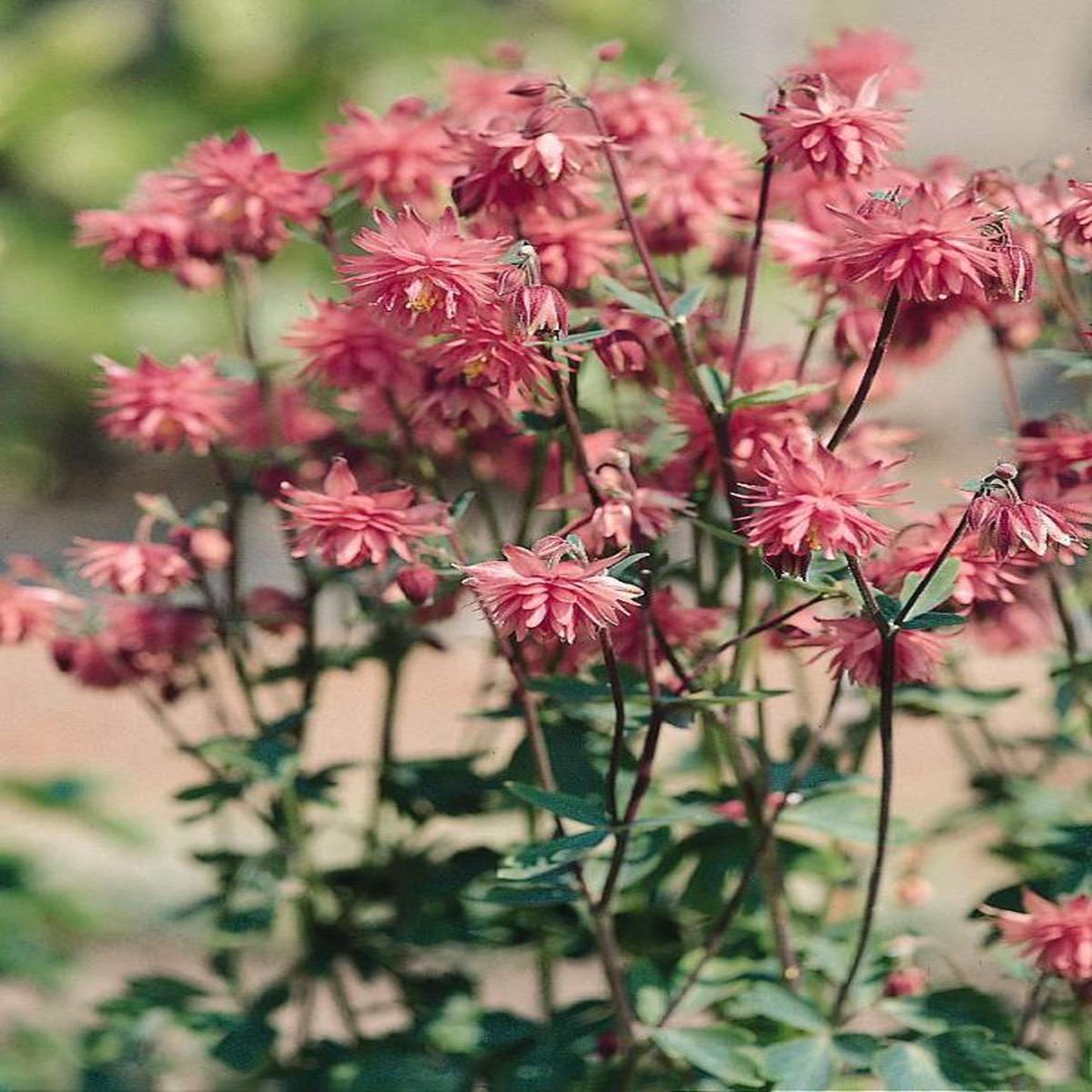 Aquilegia vulgaris Rose Barlow