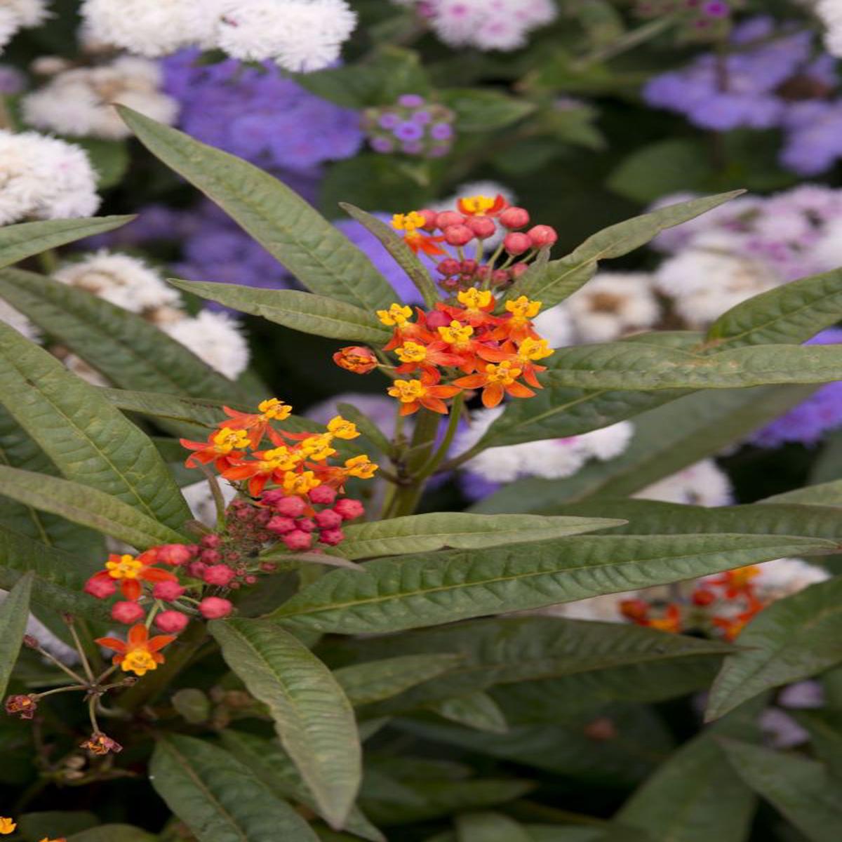 Asclepias curassavica Apollo Orange