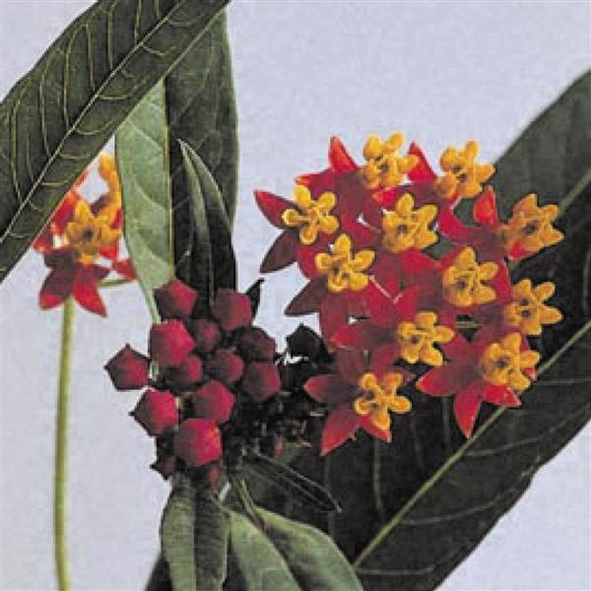 Asclepias curassavica Silky Deep Red