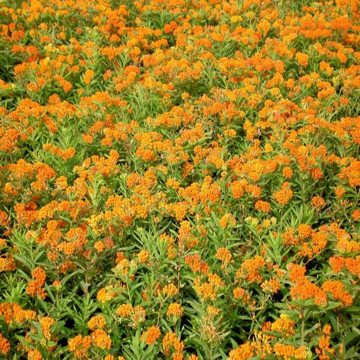 Asclepias tuberosa