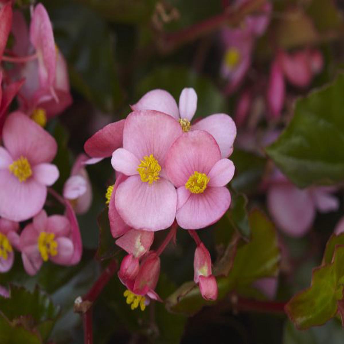 Begonia interspecific Hula Pink