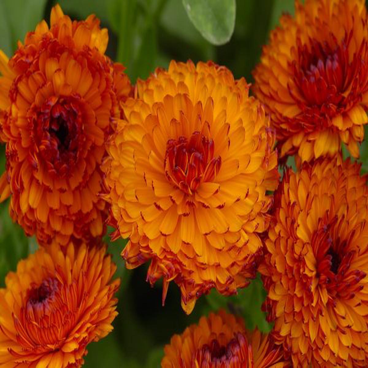Calendula officinalis Neon