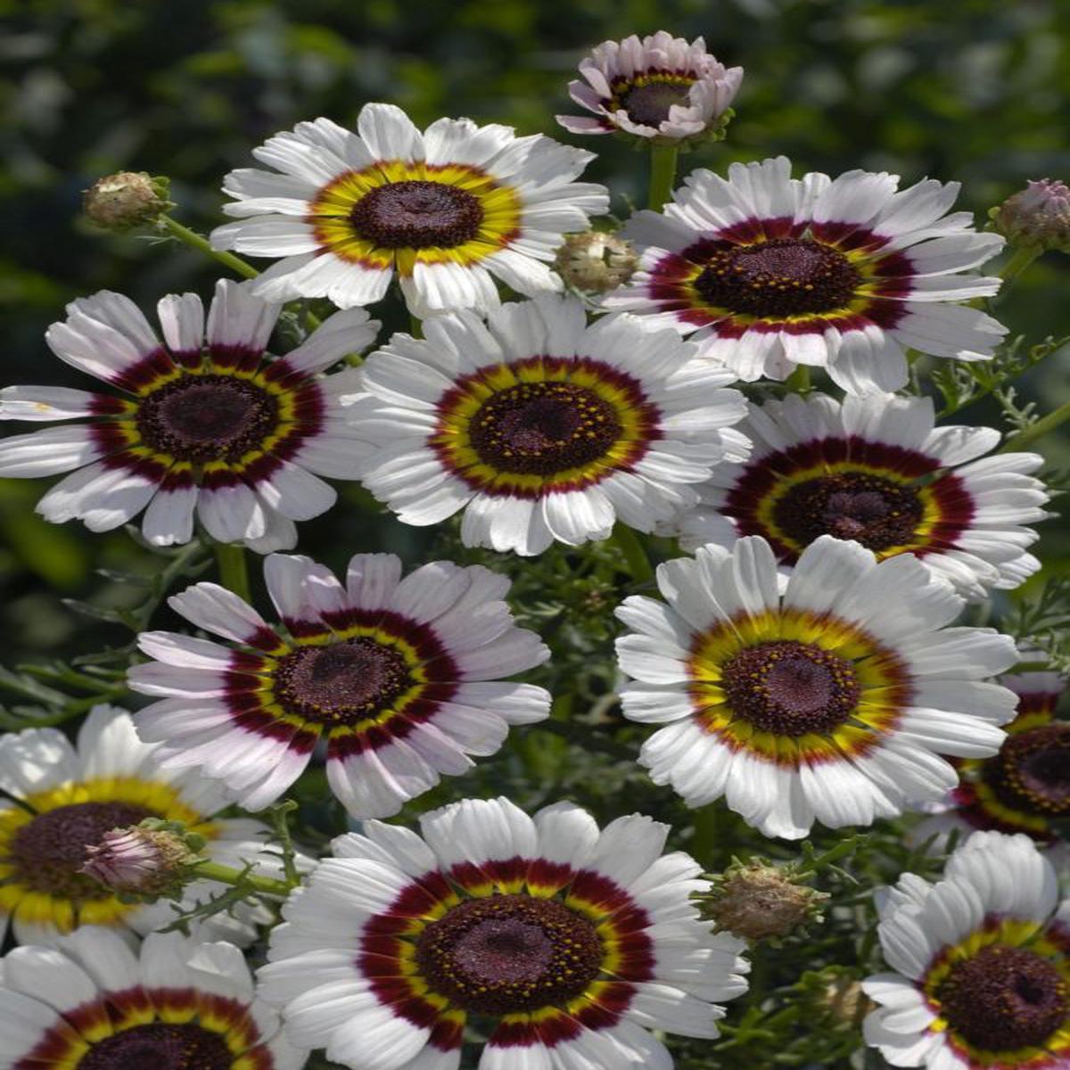 Chrysanthemum carinatum Cockade