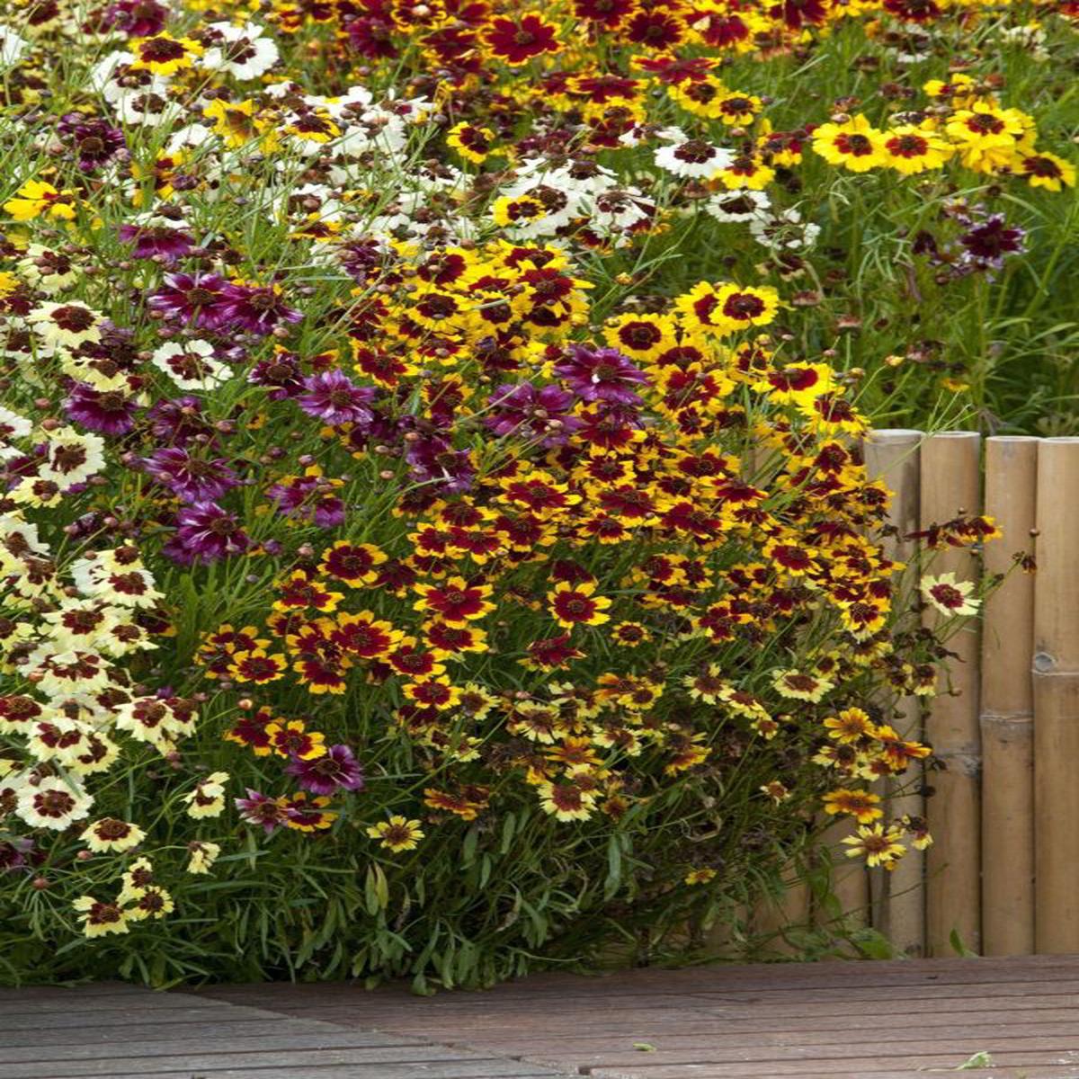 COREOPSIS hybrida Incredible! Dwarf Mix