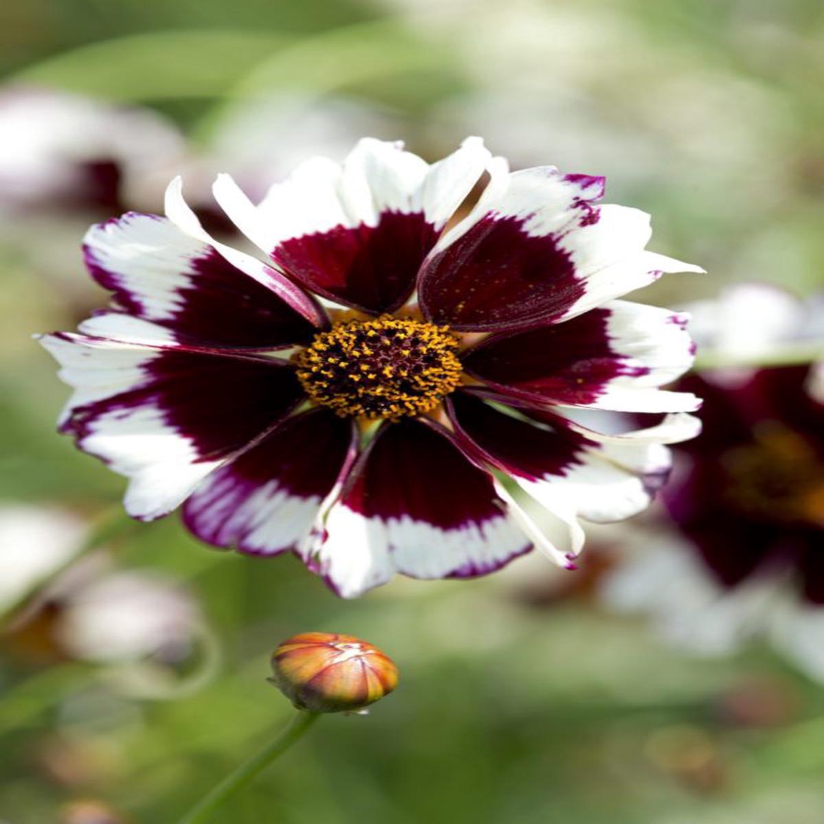 Coreopsis hybrida Incredible! Swirl