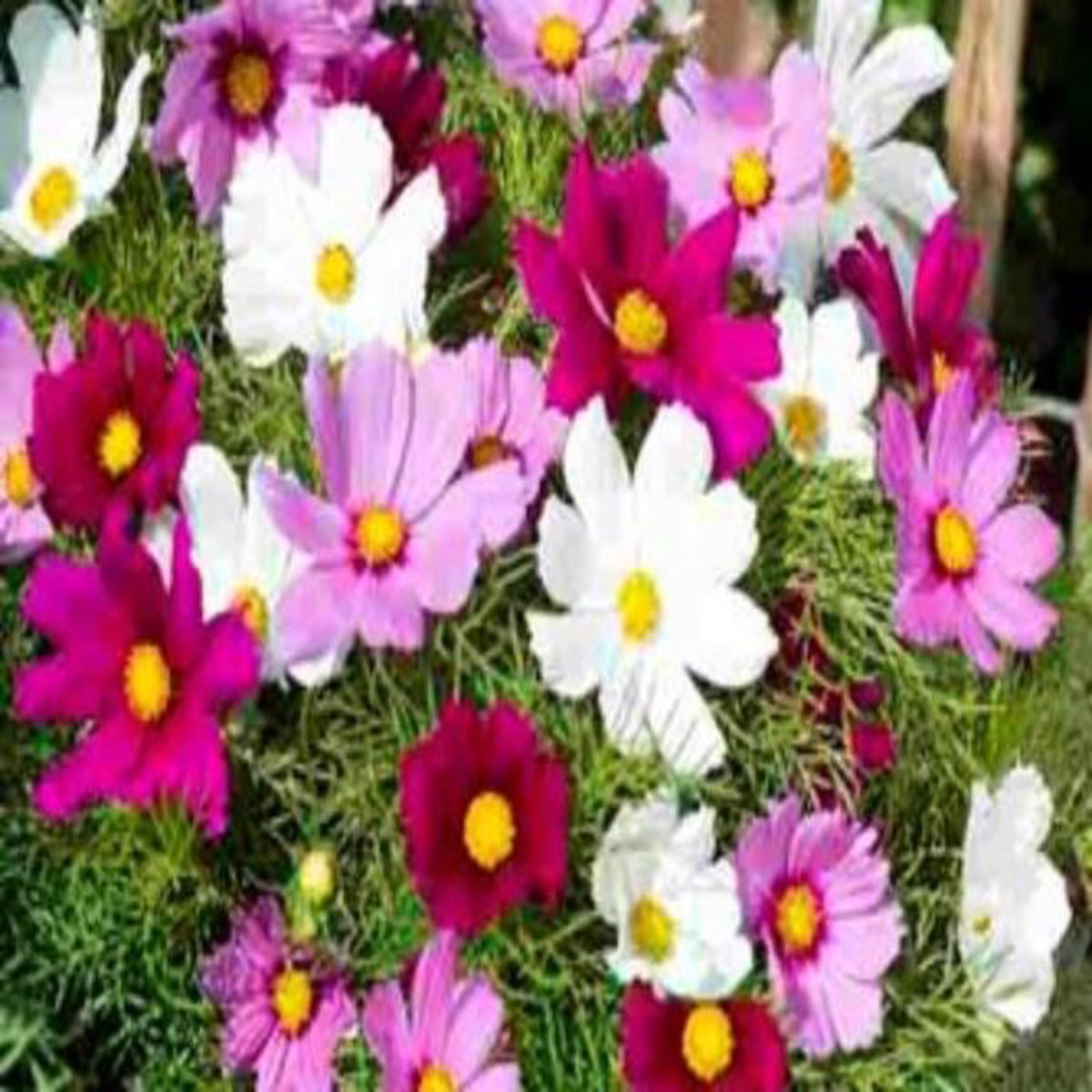 Cosmos bipinnatus Candyfloss Mix