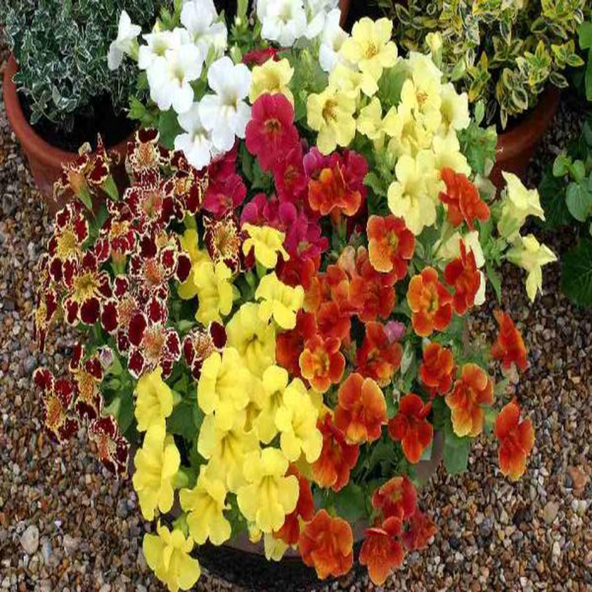 Mimulus x hybrida Maximus Mix