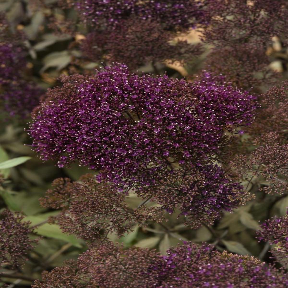 Trachelium caeruleum Lake Michigan Violet