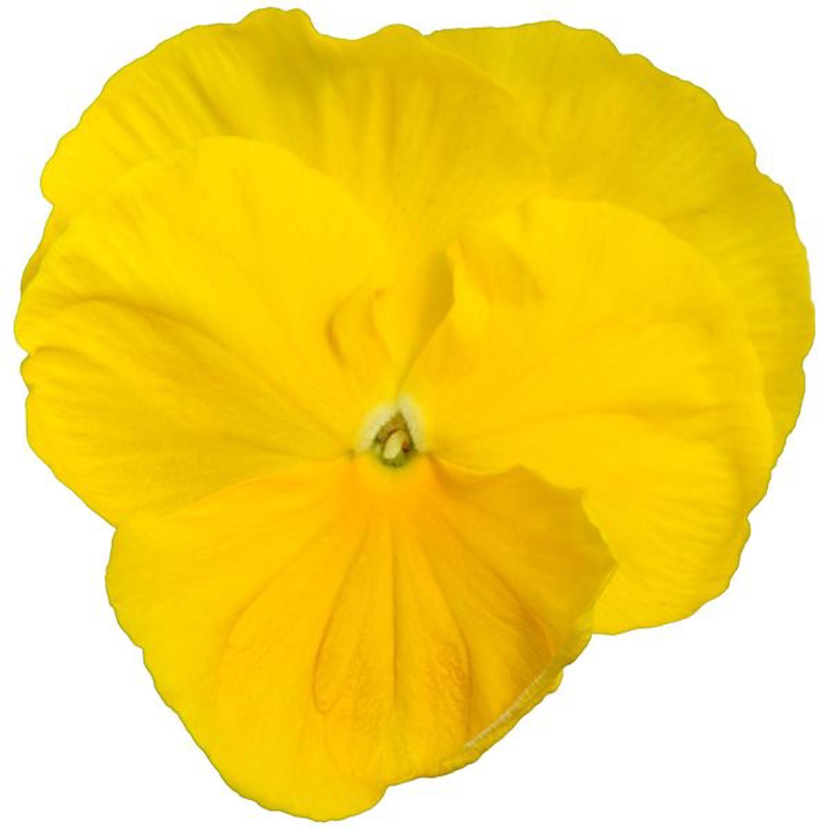 Viola wittrockiana Power Clear Yellow