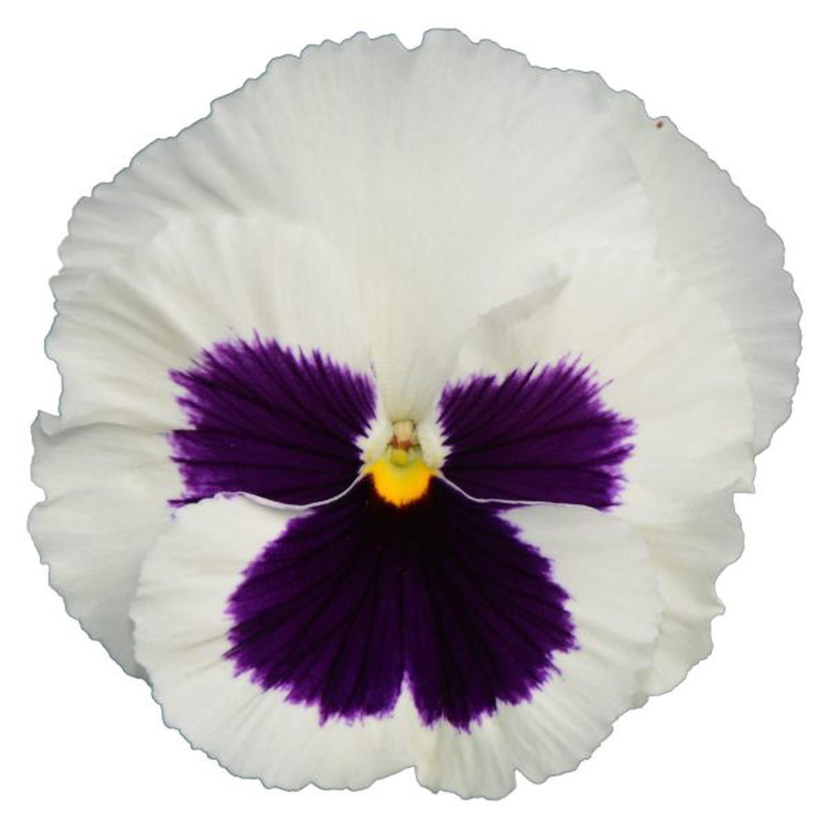 Viola wittrockiana Power White With Blotch