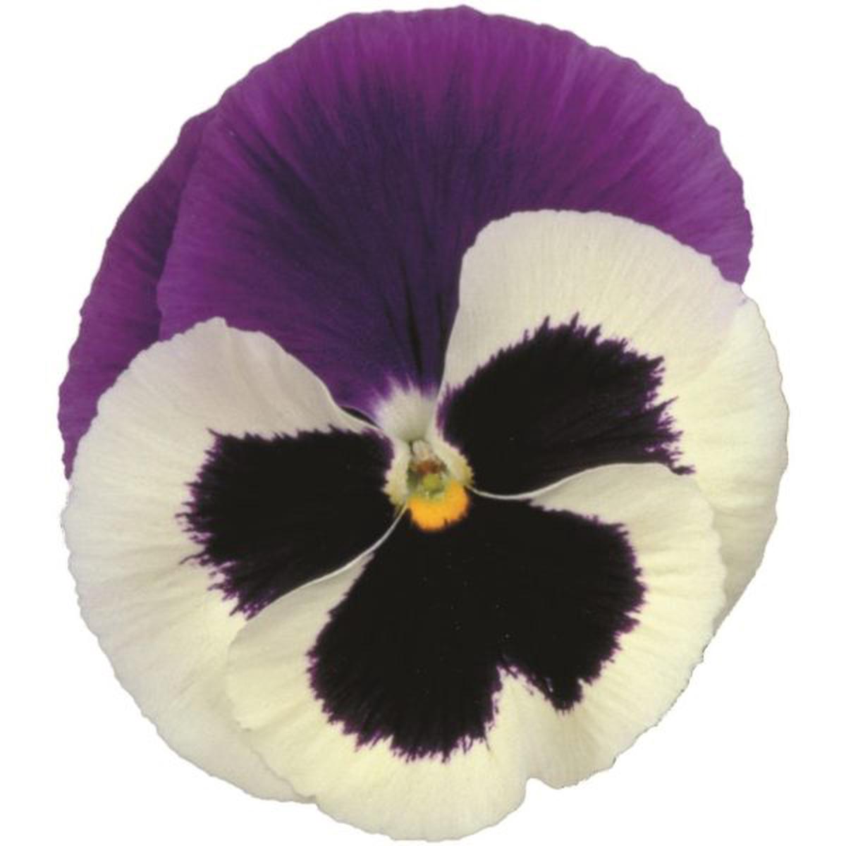 Viola wittrockiana Premier Blue & White Shades