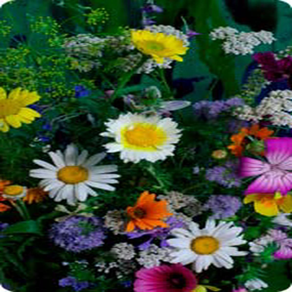 Wildflower Mixtures