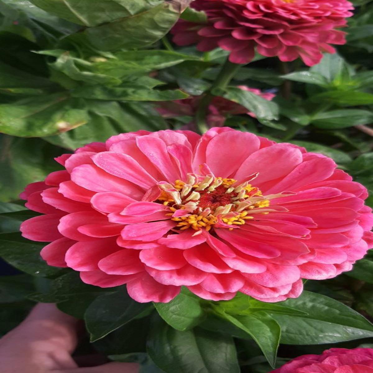 Zinnia elegans Benarys Giant Carmine