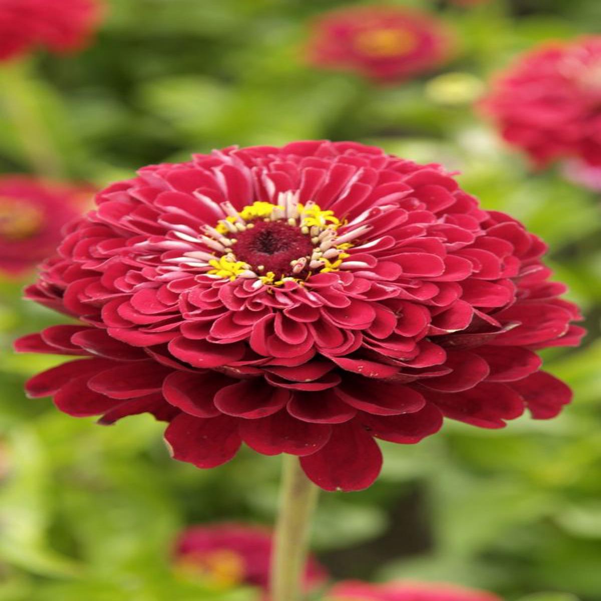Zinnia elegans Dahlia-flowered Meteor