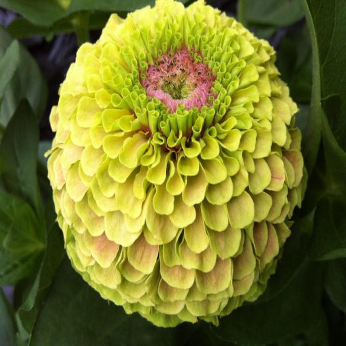 Zinnia elegans Queen Lime Blotch