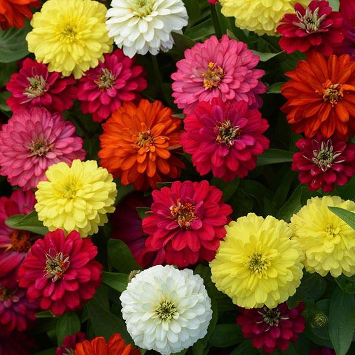 Zinnia marylandica Zahara Double Mix