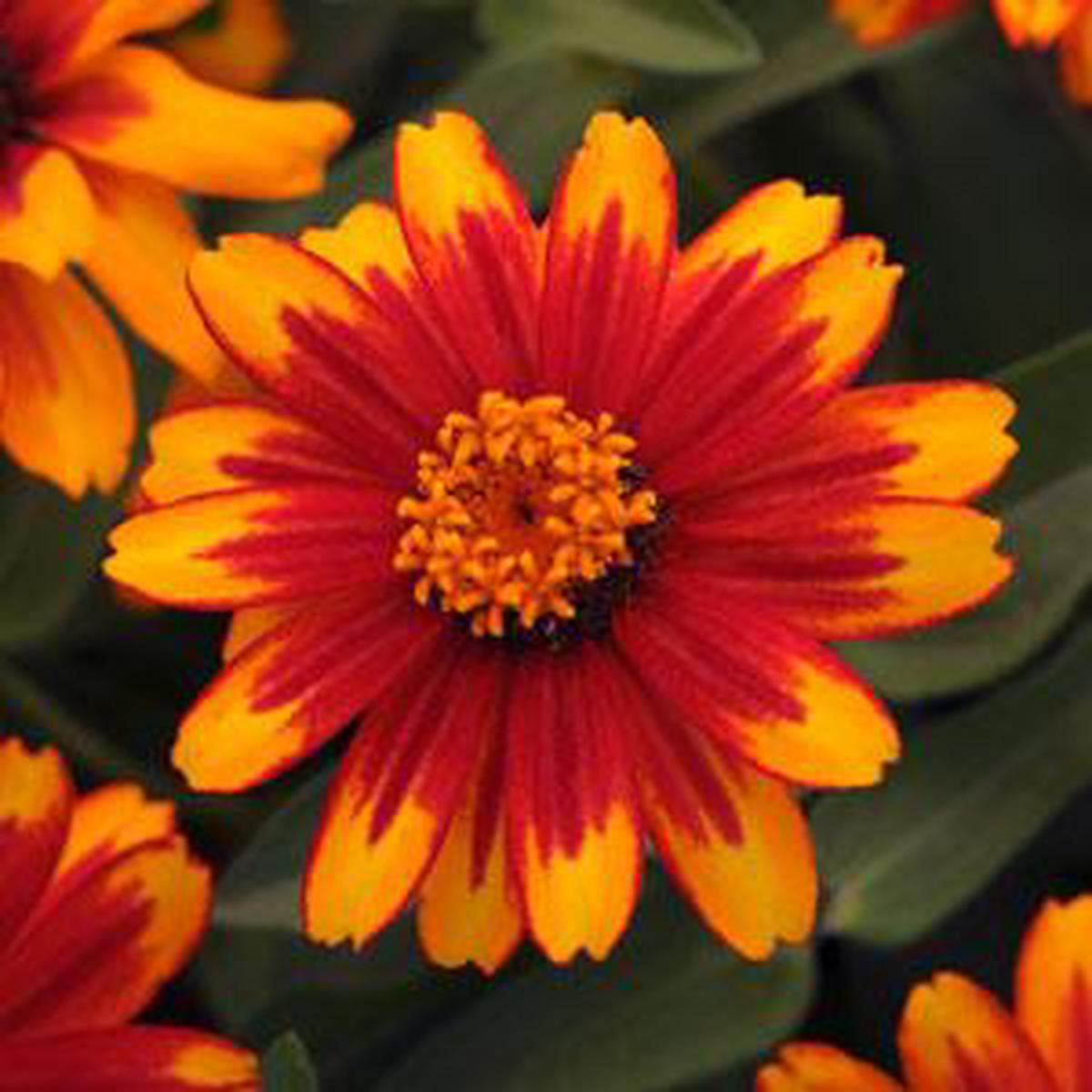 Zinnia marylandica Zahara Sunburst