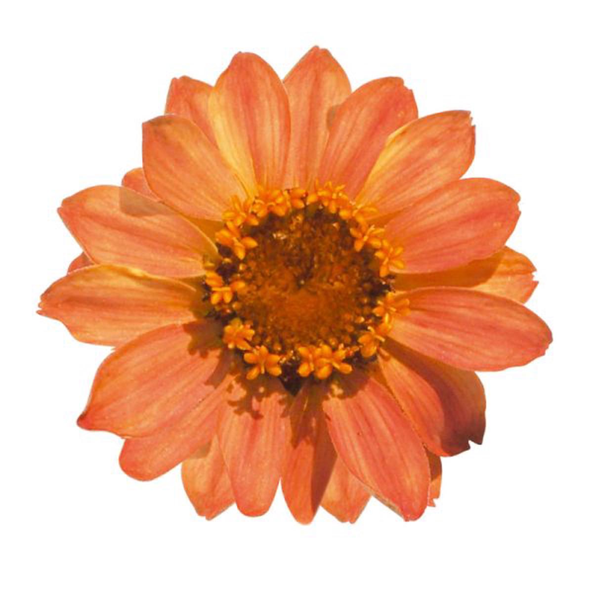 Zinnia x hybrida Profusion Apricot