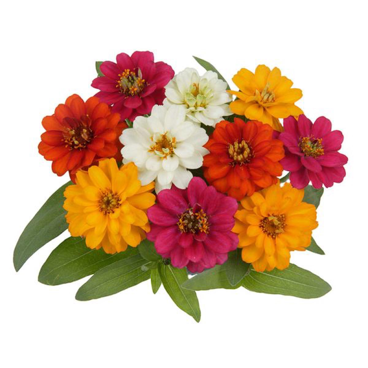 Zinnia x hybrida Profusion Double Mix