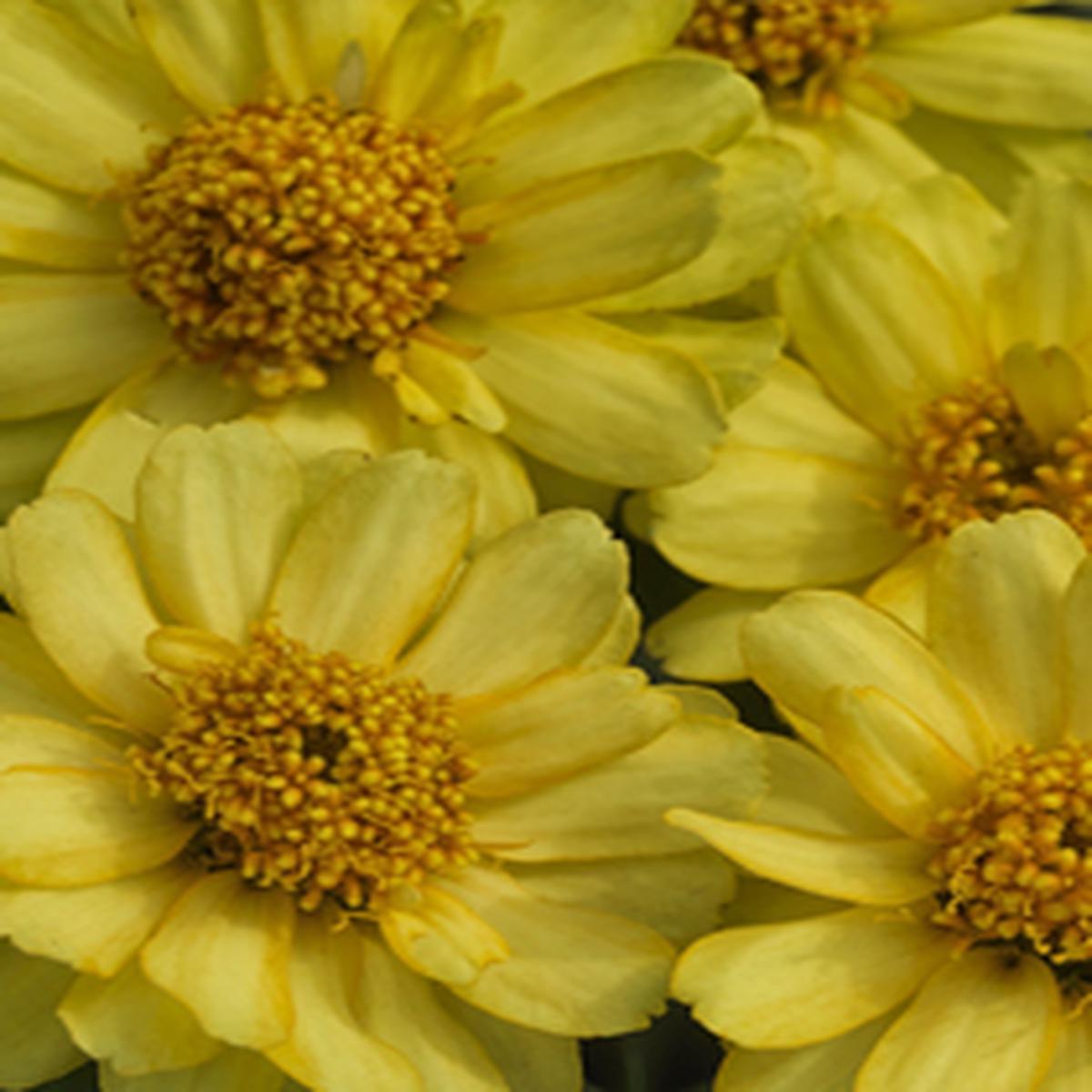 Zinnia x hybrida Profusion Double Yellow