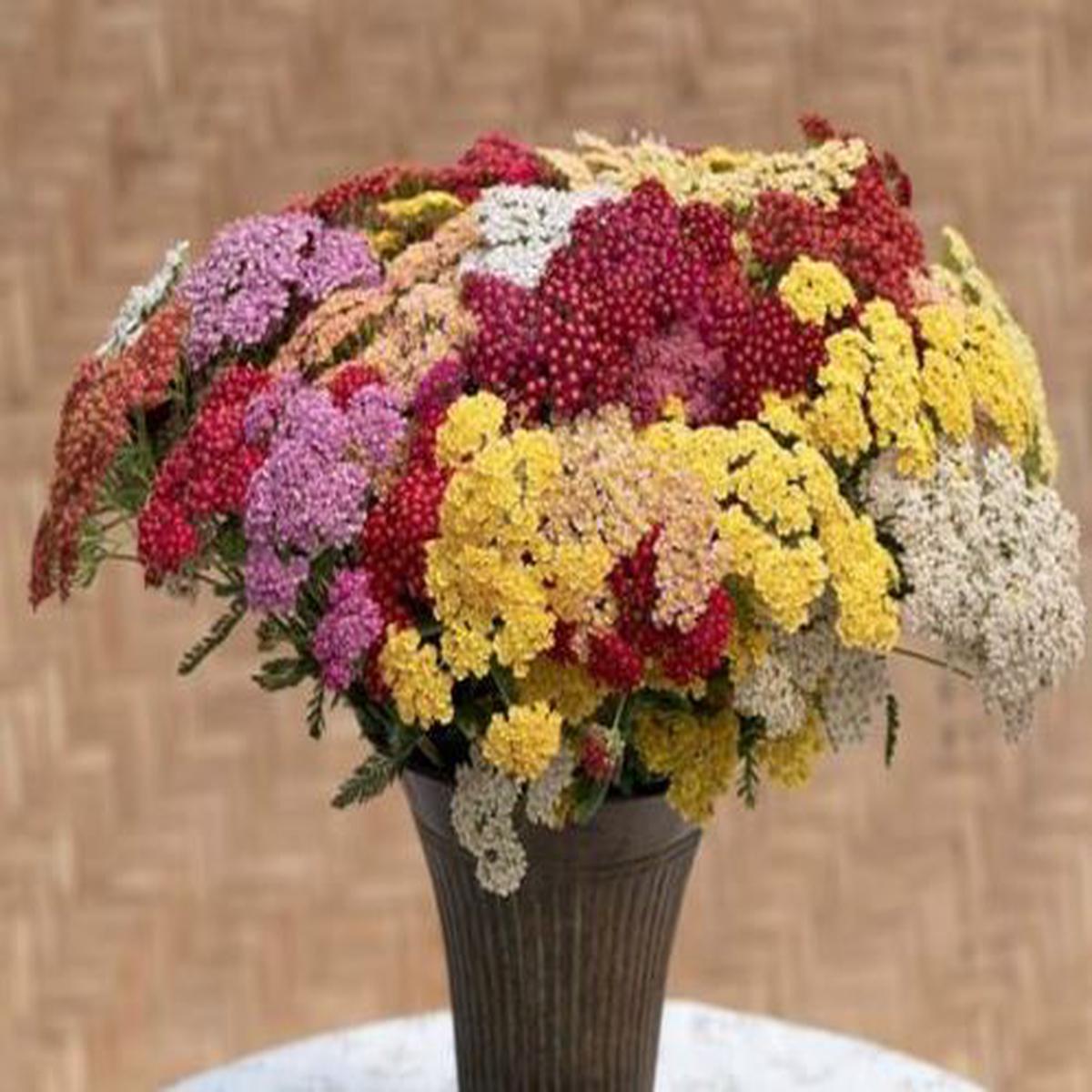 Achillea millefolium Flowerburst Fruitbowl