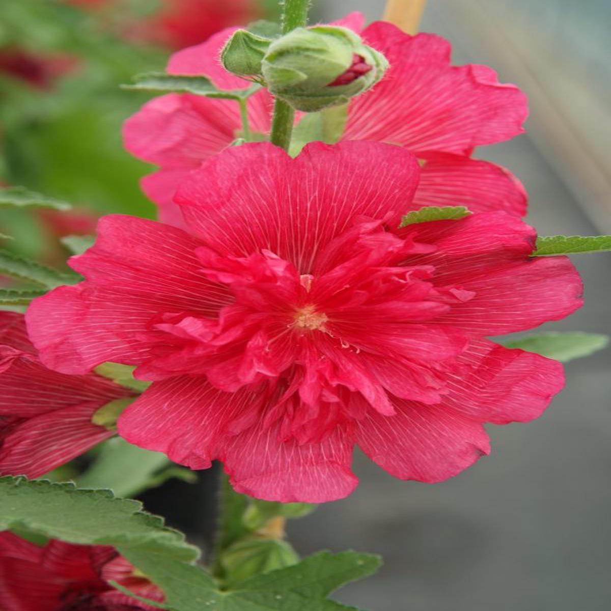 Alcea rosea Spring Celebrities rose