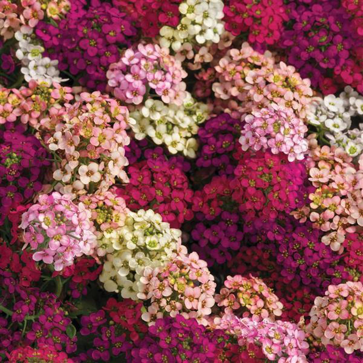 Alyssum (lobularia) maritima Easter Bonnet Mix