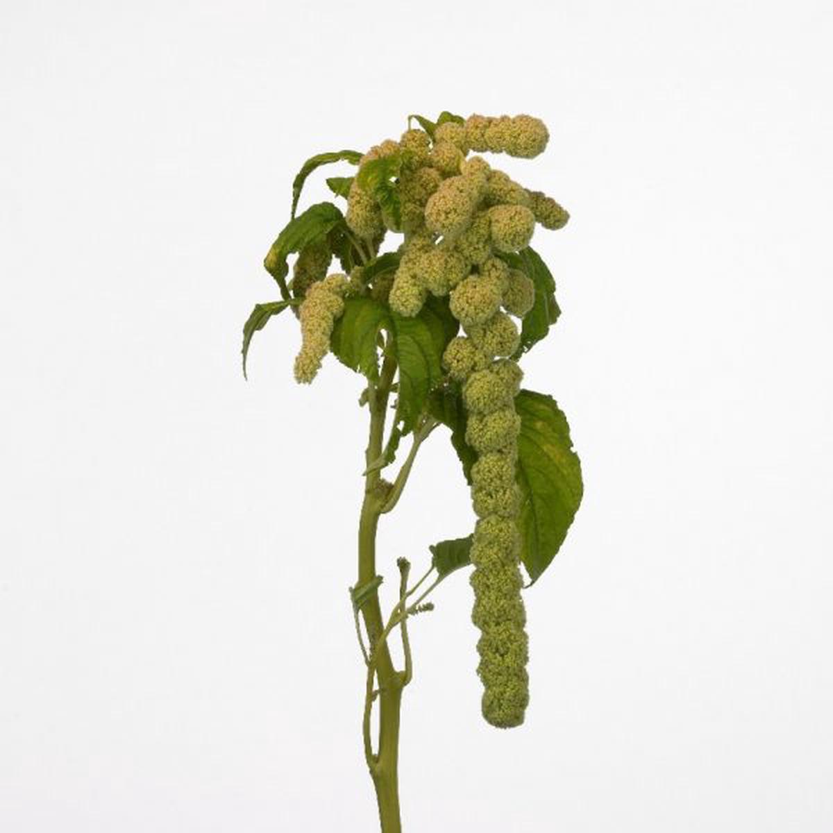Amaranthus caudatus Muse Green Pearls