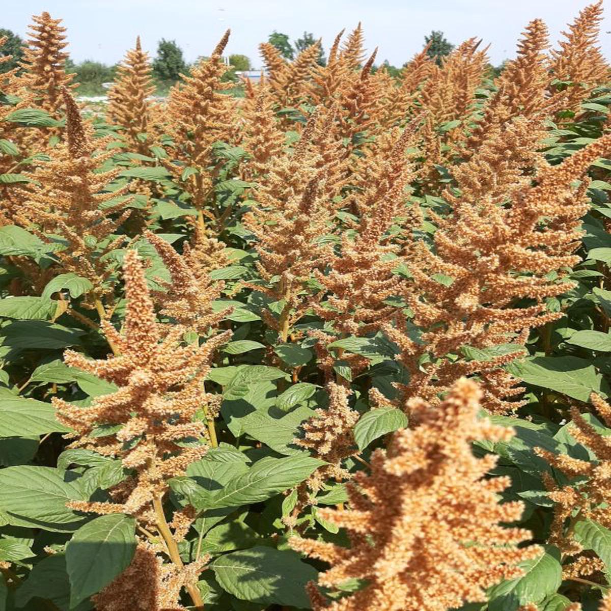 Amaranthus cruentus Bronze