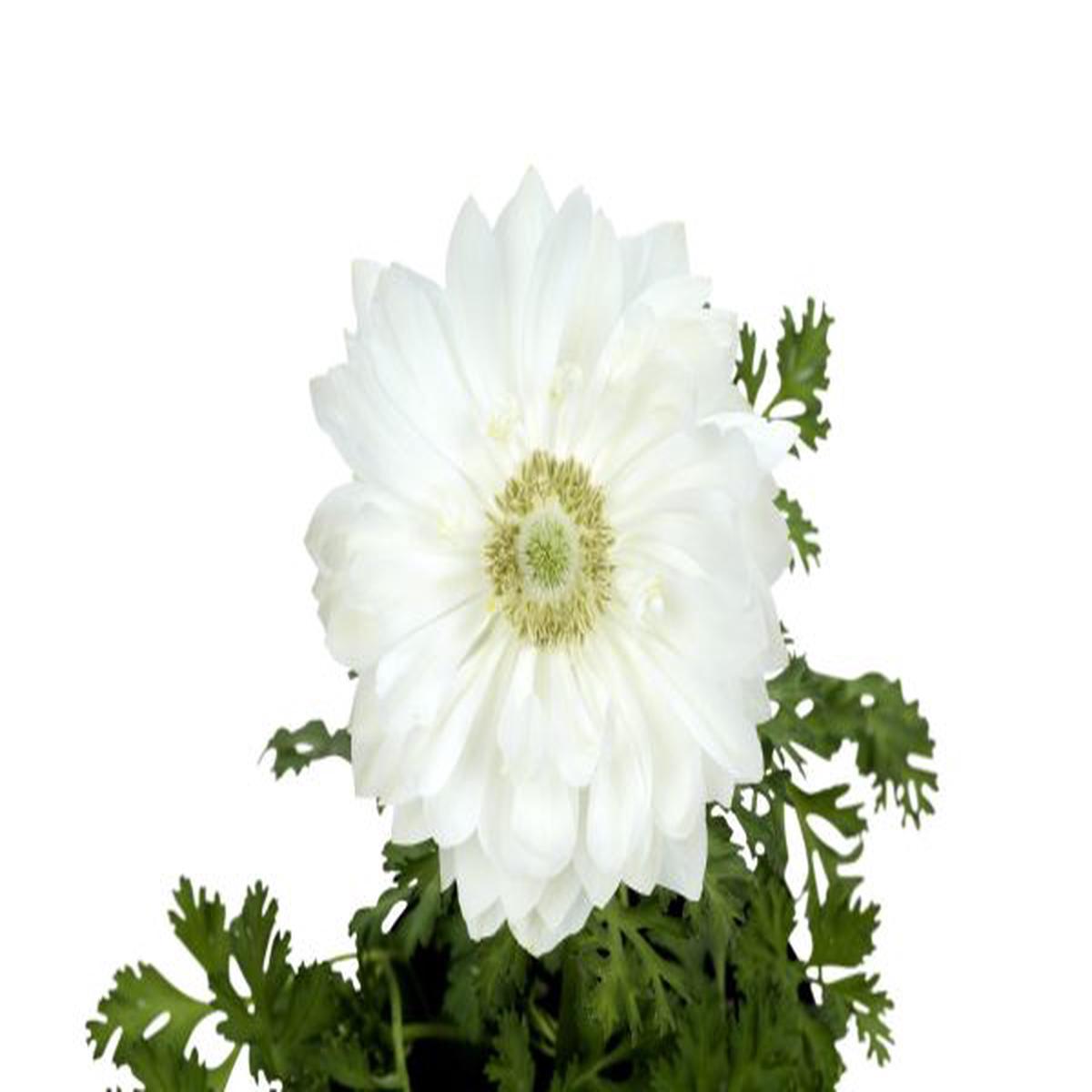 Anemone coronaria Harmony Double White