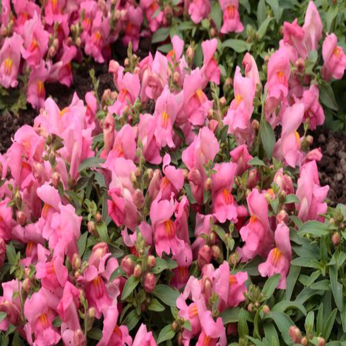 Antirrhinum majus Candy Showers Pink
