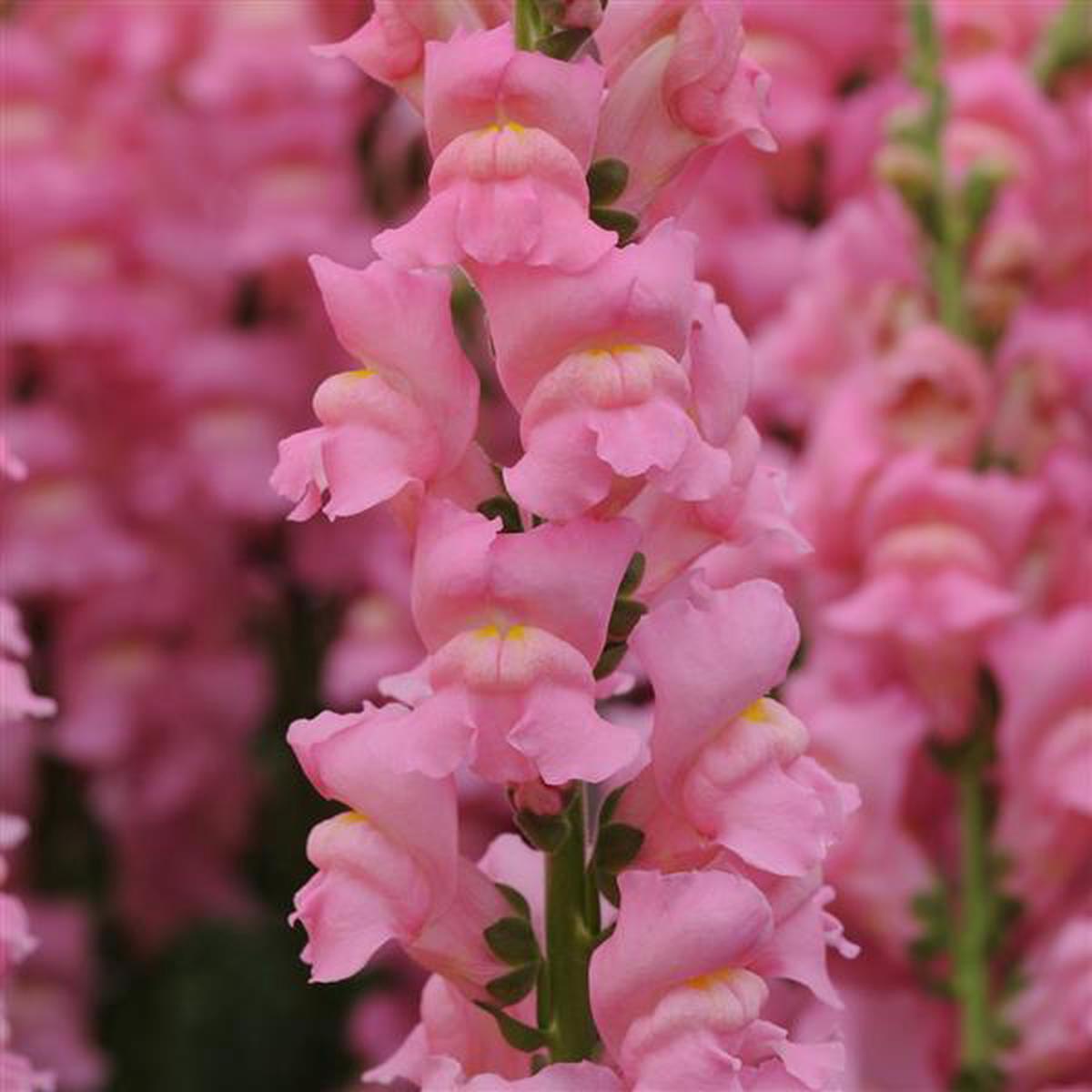 Antirrhinum majus Early Potomac Pink