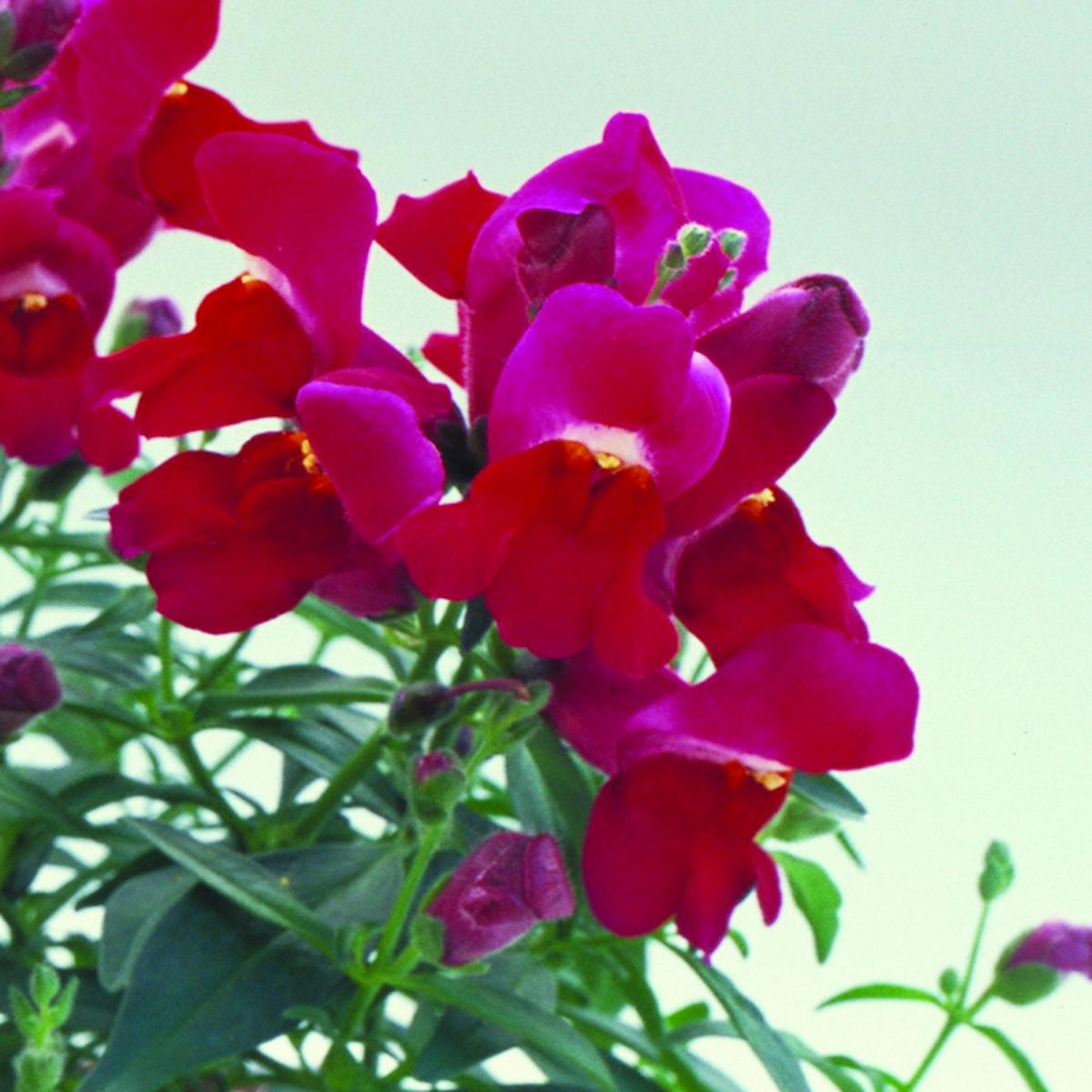 Antirrhinum majus Floral Showers Purple