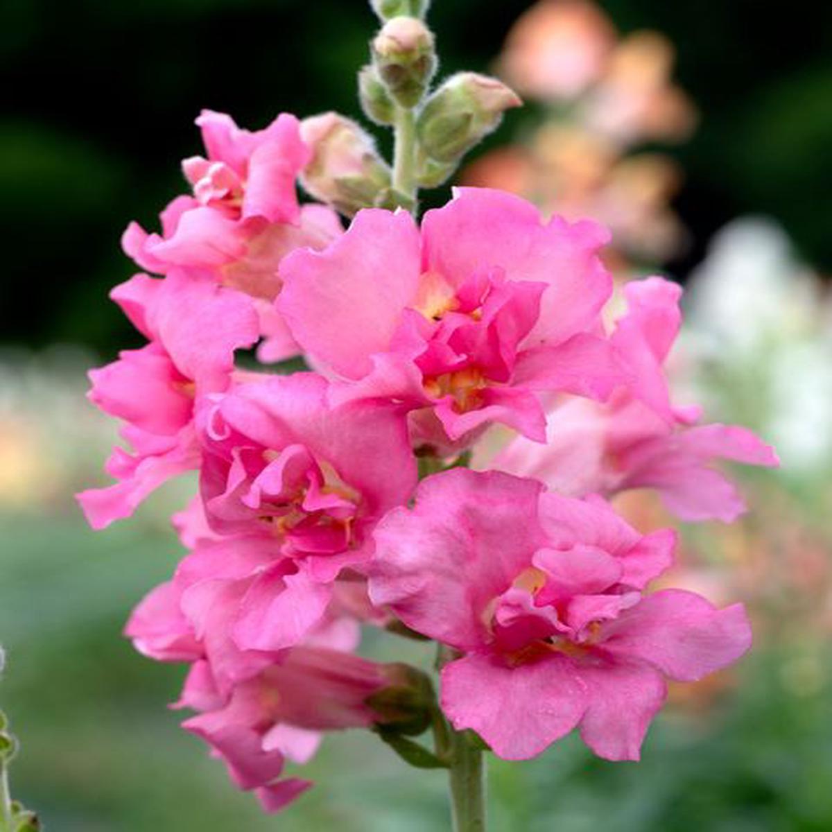Antirrhinum majus Madame Butterfly Rose